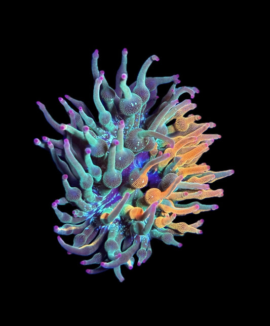 WYSIWYG Nexus Burst Bubble Tip Anemone 2.5" (WOW!)