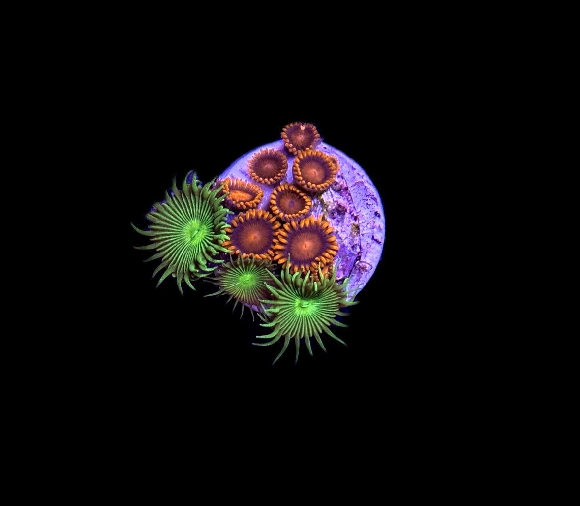 WYSIWYG Zoa Combo Frag