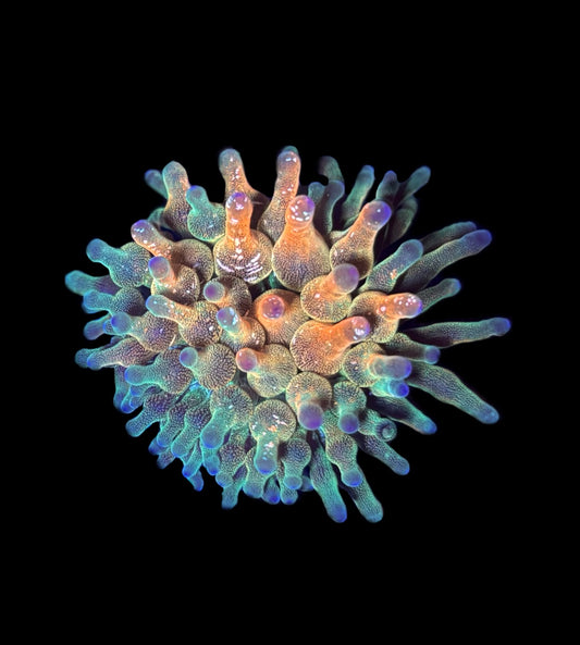 WYSIWYG Wrap Drive Bubble Tip Anemone 2.5"