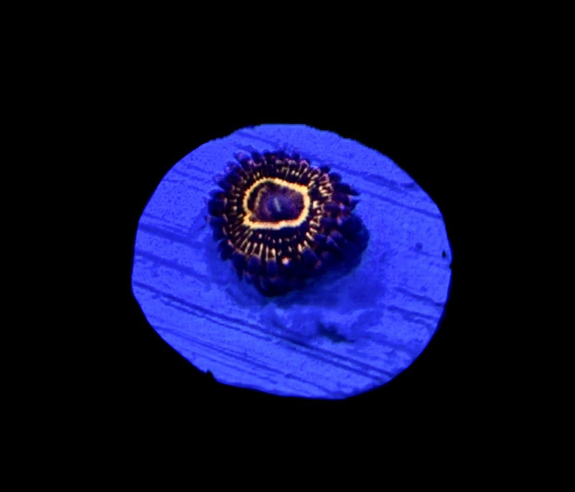 WYSIWYG Stratosphere Zoanthid (RARE!!)