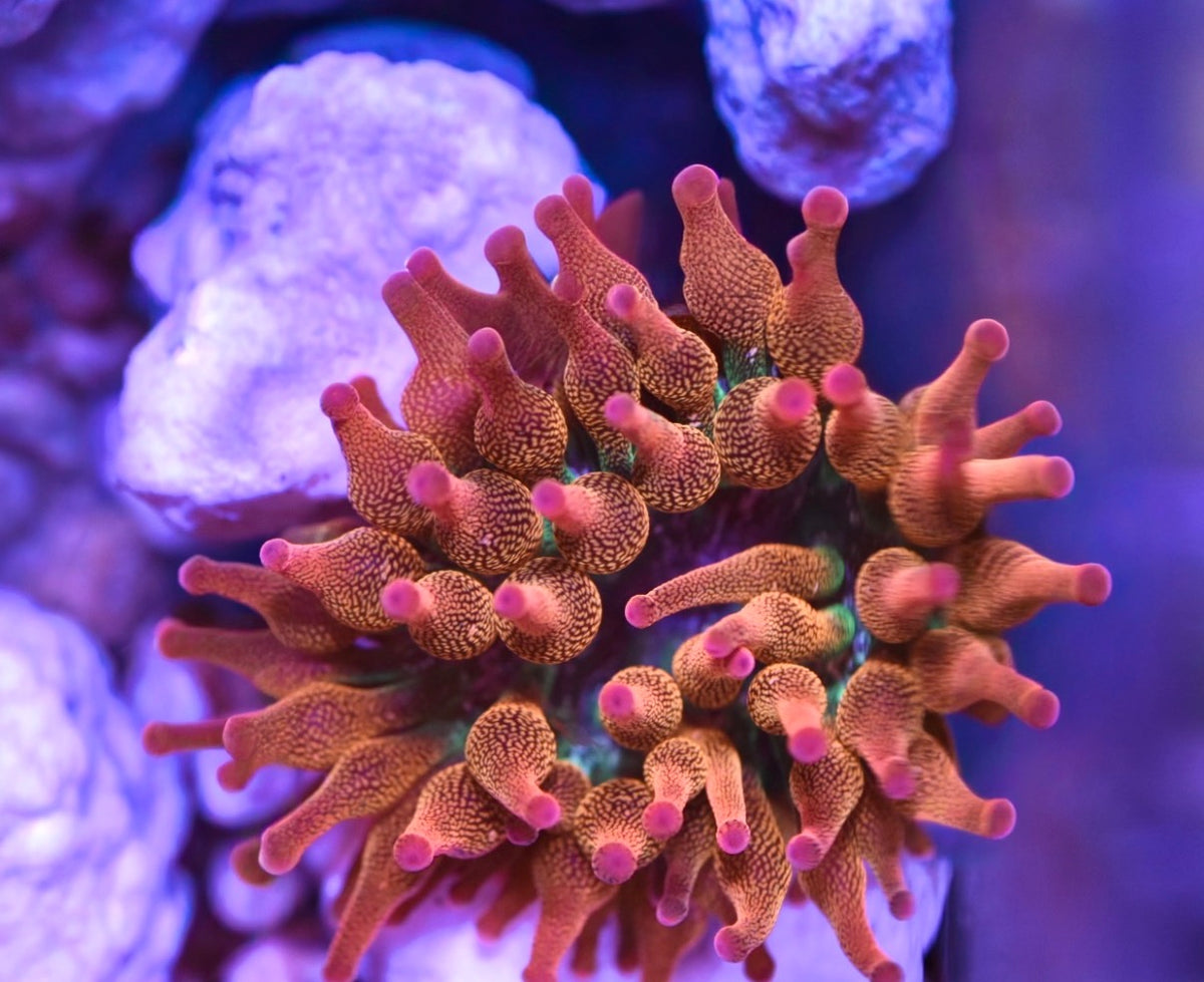 WYSIWYG Pink Tip Rainbow Bubble Tip Anemone 2"