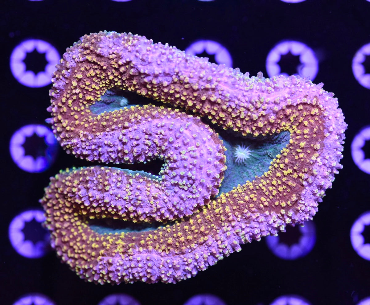 WYSIWYG Pink Stunner Rainbow Lobophyllia 5" (INSANE!)