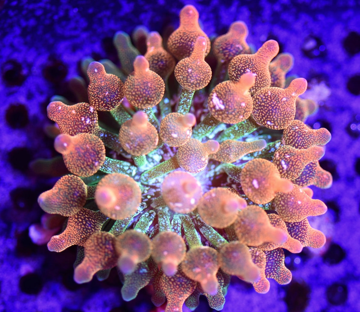 WYSIWYG Wrap Drive Bubble Tip Anemone 2.5"