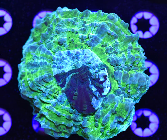 WYSIWYG Green Monster Acanthophyllia 4"