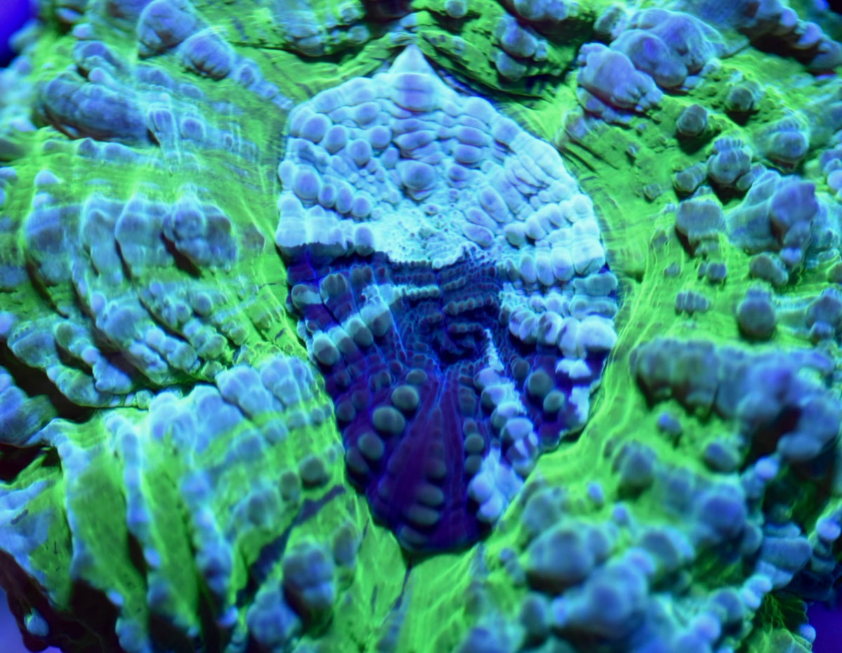 WYSIWYG Green Monster Acanthophyllia 4"