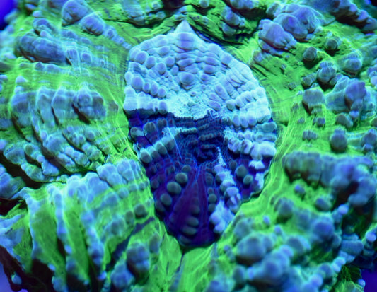 WYSIWYG Green Monster Acanthophyllia 4"