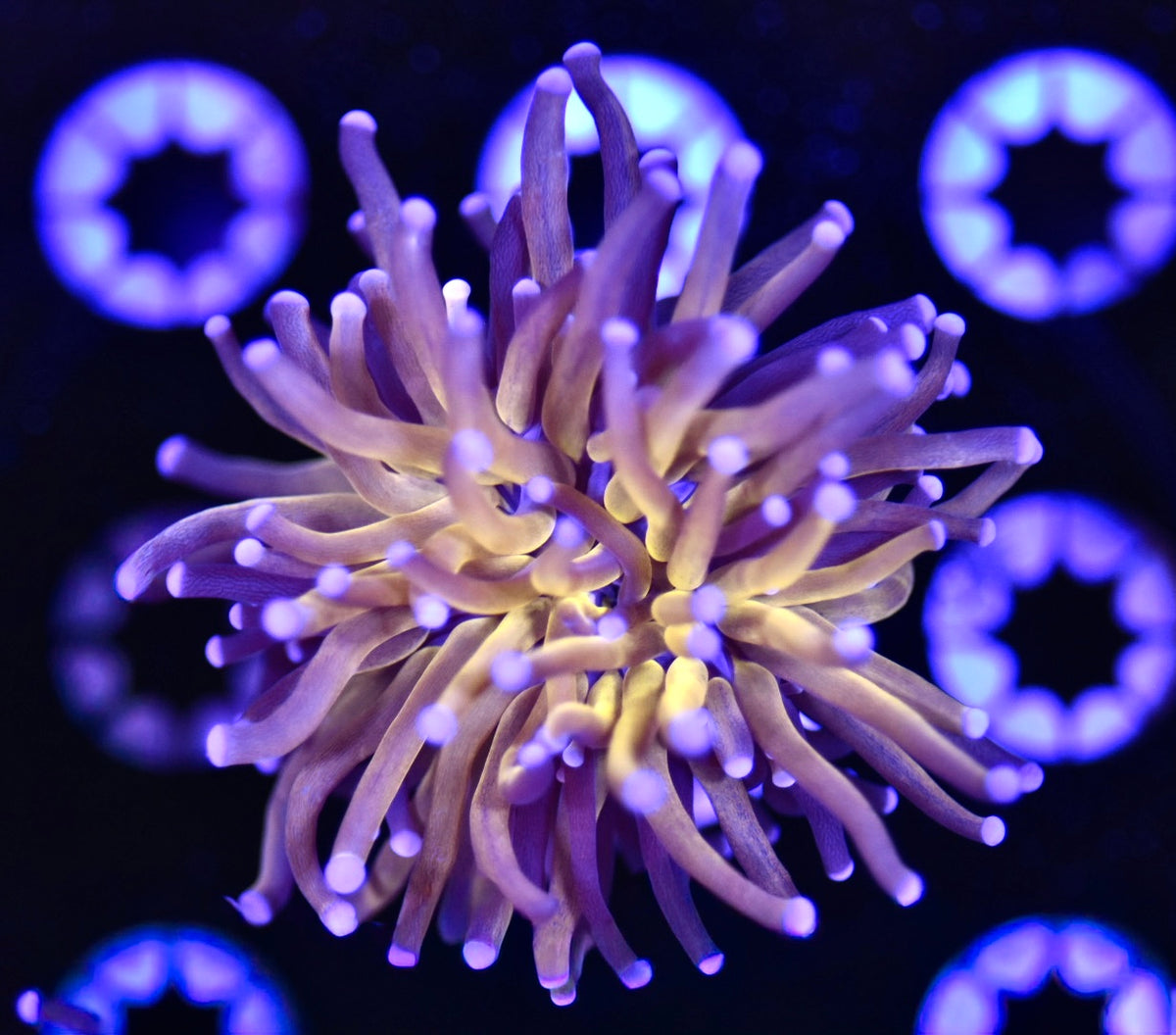 WYSIWYG Grafted Splatter Tiger Torch 3" (CRAZY!)