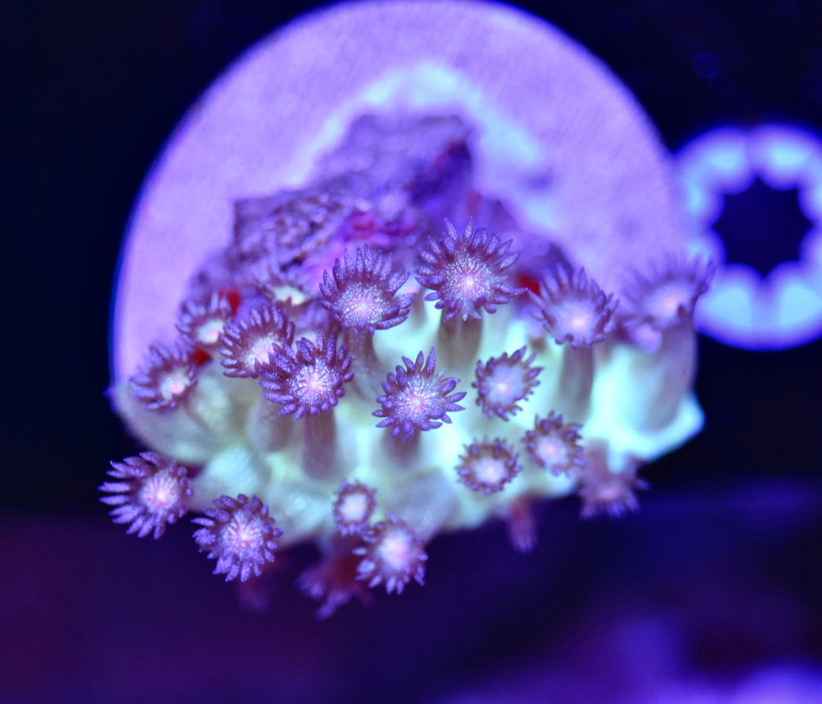 WYSIWYG Red Eye Glitter Goniopora 2"