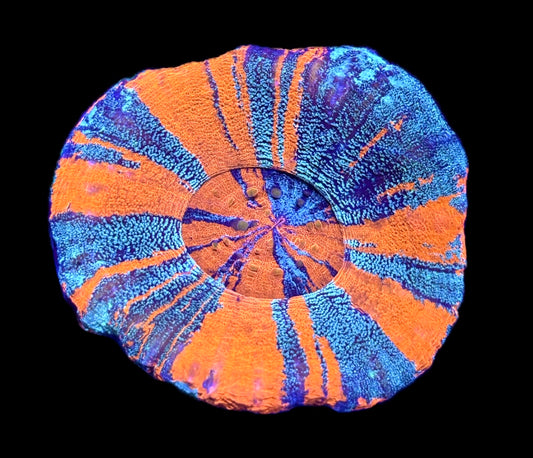 WYSIWYG Glitter Warpaint Scolymia 3" (INSANE!)