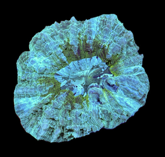 WYSIWYG Ultra Rainbow Acanthophyllia 4.5" (WOW!)