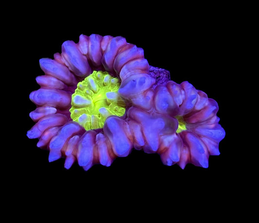 WYSIWYG Double Head Rainbow Cynarina 2.5" (VERY RARE!)