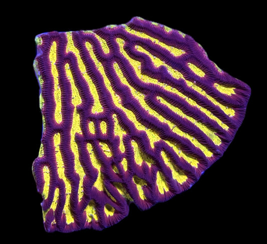 WYSIWYG Molten Lava Platgyra Colony 4" (WOW!)