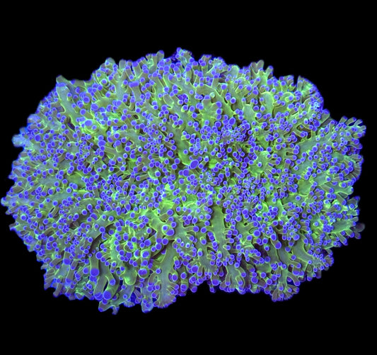 WYSIWYG XL Bi-Color Frogspawn Colony 4.5"