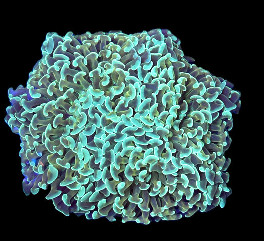 WYSIWYG Teal and Gold Hammer Colony 5.5"