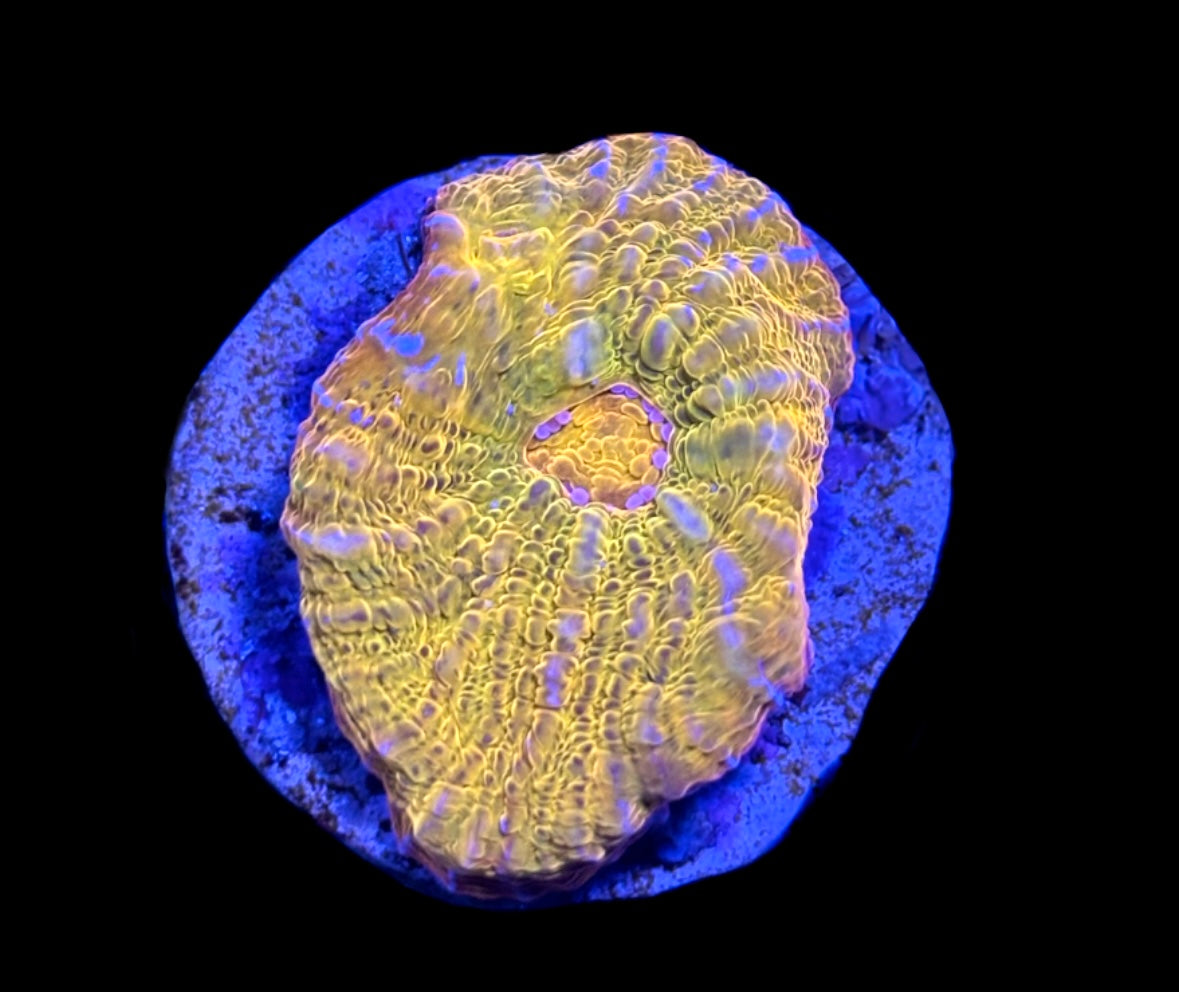 WYSIWYG Rainbow Gold Chalice (BRIGHT!)