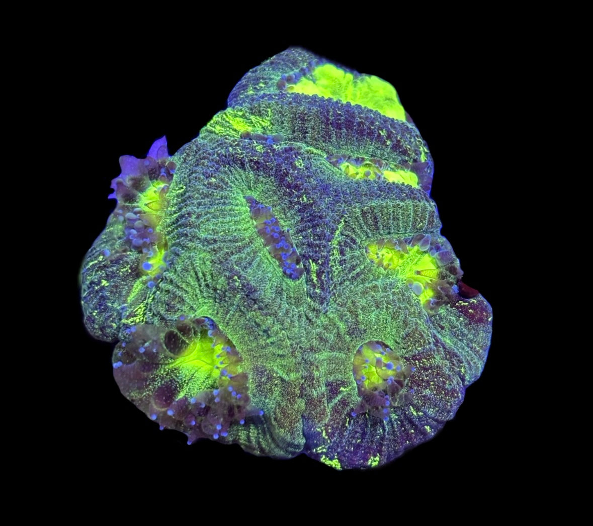 WYSIWYG Radioactive Goniastrea Coral 2"