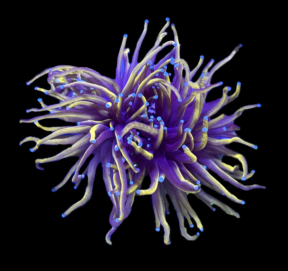 WYSIWYG 24k Gold Torch 4" (TWO HEADS!)