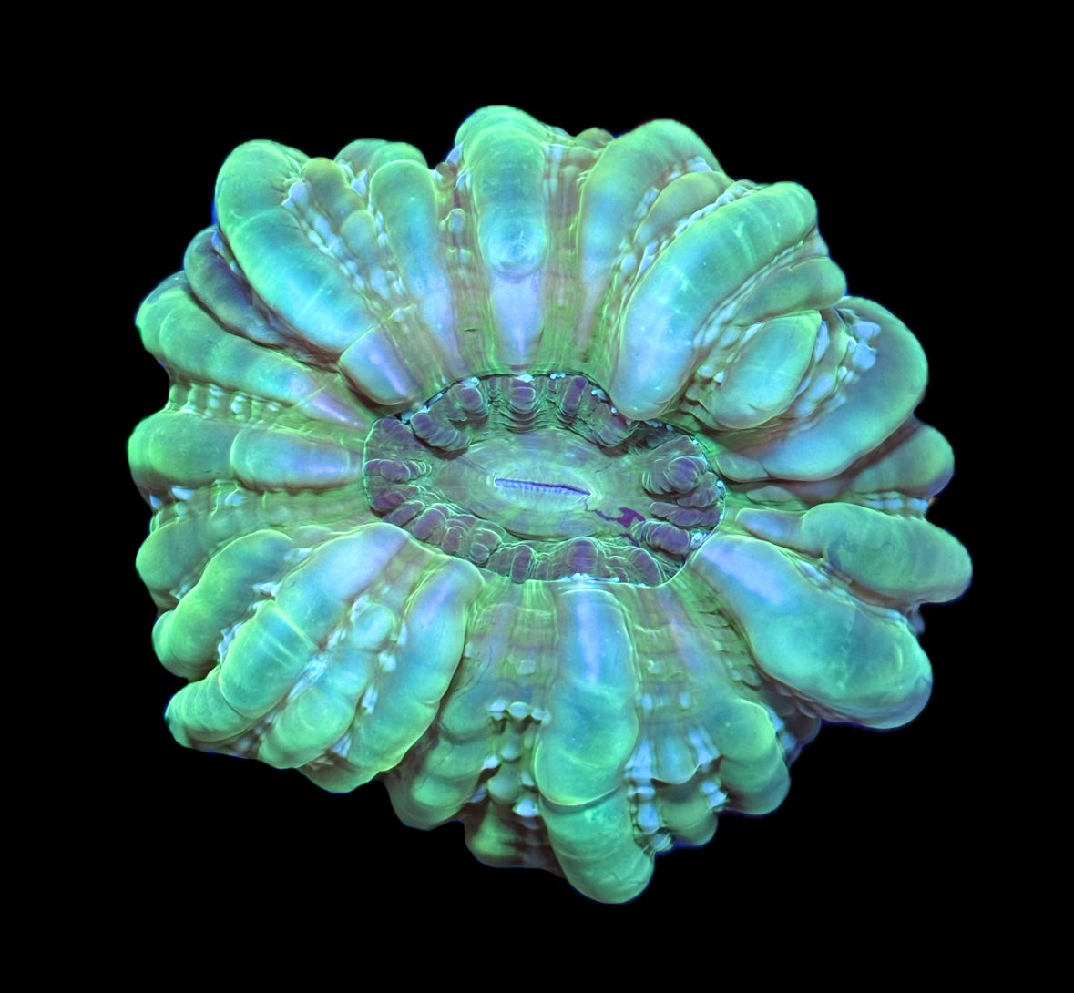 WYSIWYG Ultra Green Cynarina 5" (WOW!)