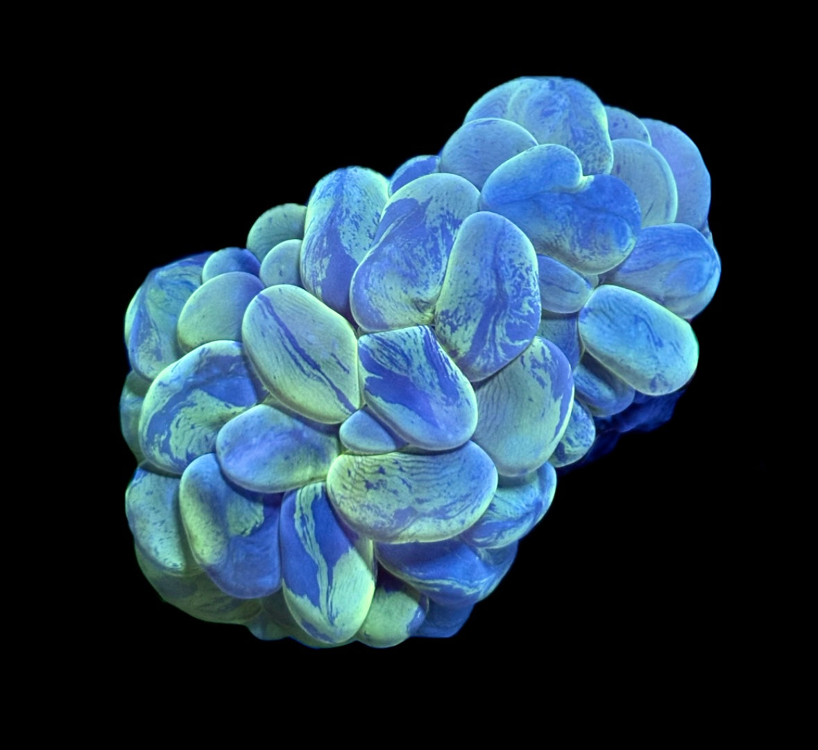 WYSIWYG Toxic Splatter Bubble 3.5"