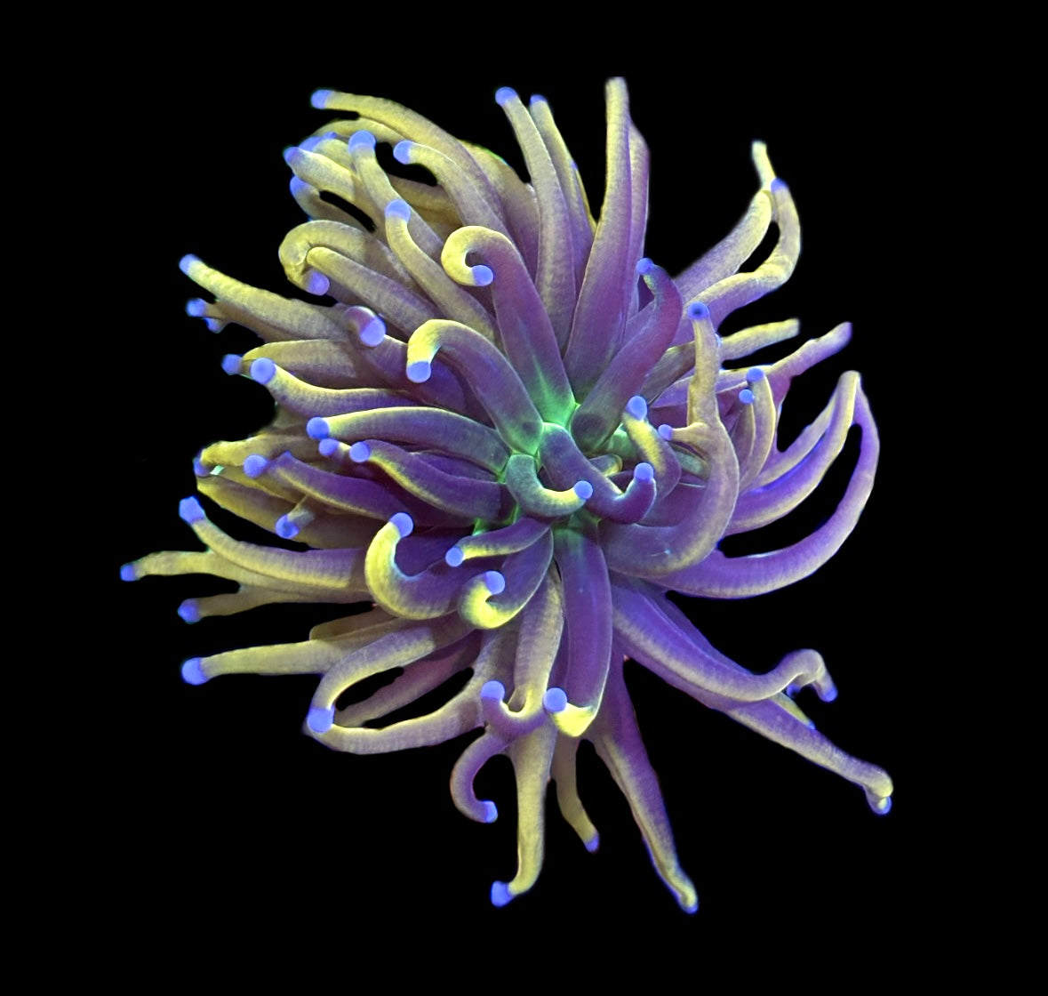 WYSIWYG Dragon Tamer Torch 3"