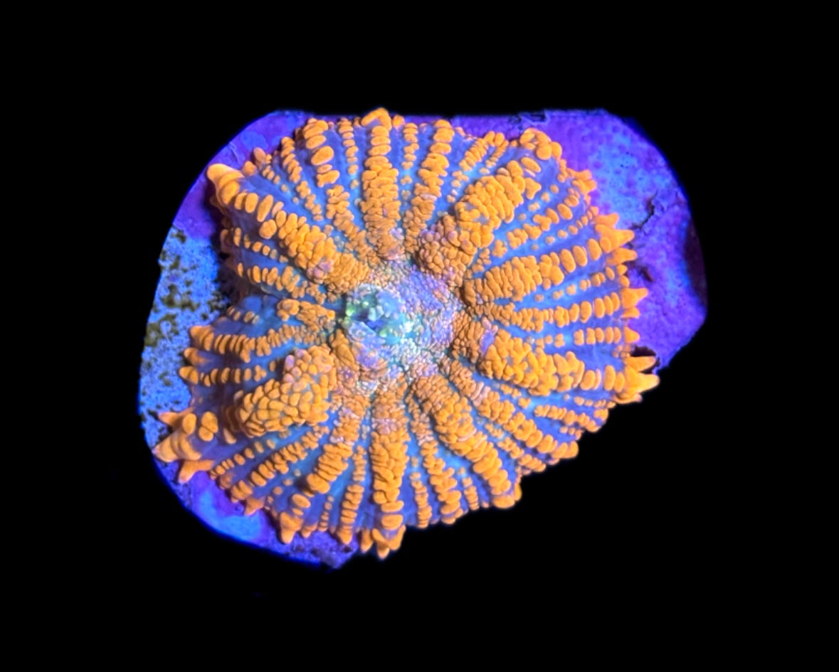 WYSIWYG Orange and Blue Rhodactis Mushroom 1.5" (BRIGHT!)
