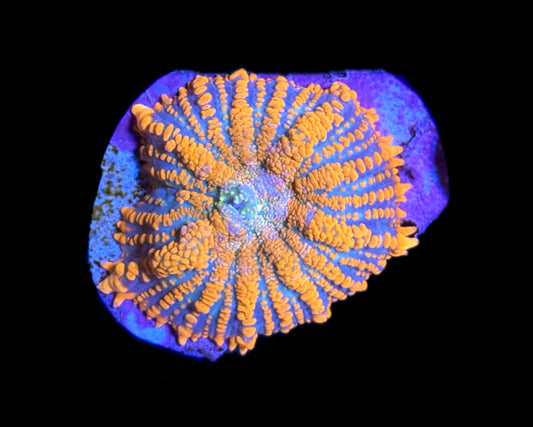 WYSIWYG Orange and Blue Rhodactis Mushroom 1.5" (BRIGHT!)