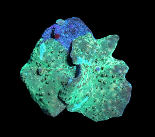 WYSIWYG Green and Blue Discosuma Mushrooms 2.5"