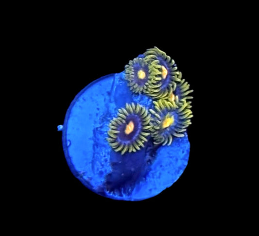 WYSIWYG Starlight Zoanthids