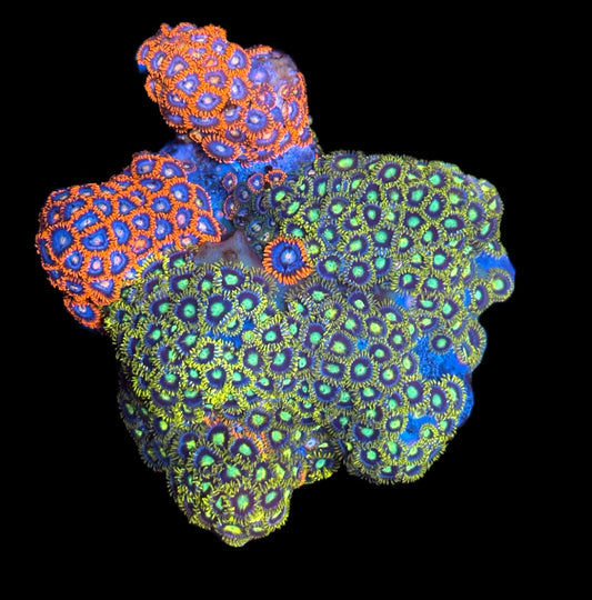 WYSIWYG Mixed Zoanthid Colony 4"