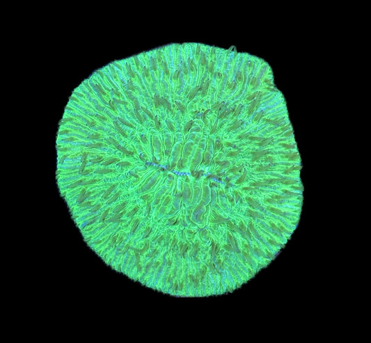 WYSIWYG XL Green Fungia Plate 3"