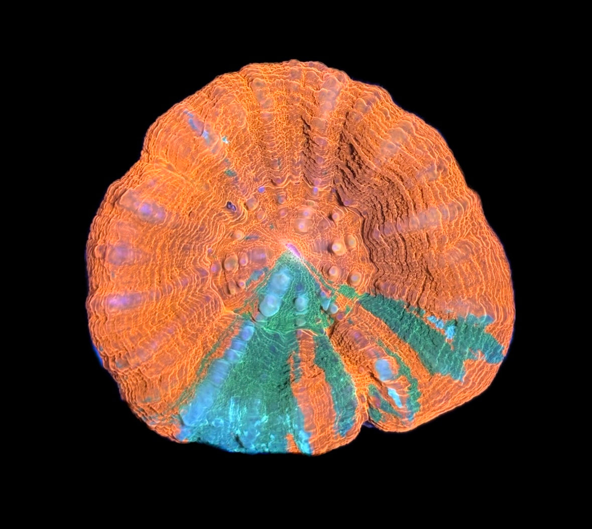 WYSIWYG Reverse Bleeding Apple Scolymia 2.5"