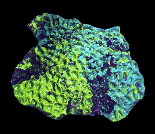 WYSIWYG XXL Grafted Rainbow Favia Colony 6.5" (HUGE!)