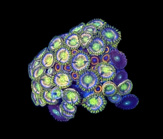 WYSIWYG XL Zoanthid Combo Frag