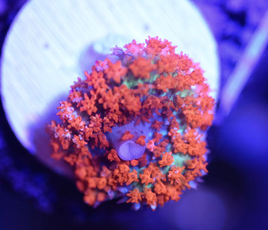 WYSIWYG St. Thomas Mushroom 2"