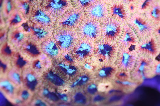 WYSIWYG Rainbow Splatter Favia Colony 3.5" (WOW!)