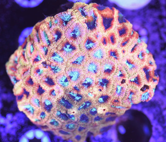 WYSIWYG Rainbow Splatter Favia Colony 3.5" (WOW!)
