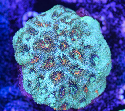 WYSIWYG Incredible Rainbow Acan Echinata Colony 3.5" (INSANE!)