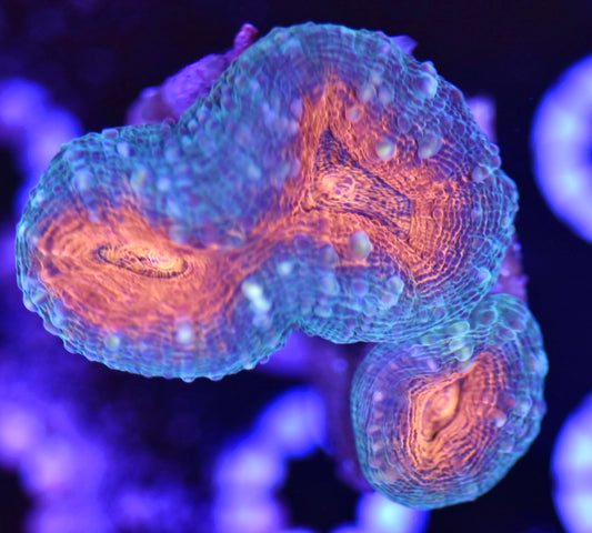 WYSIWYG Rainbow Lobophyllia 3"