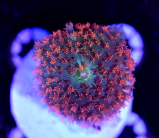 WYSIWYG St. Thomas Mushroom 1.5"
