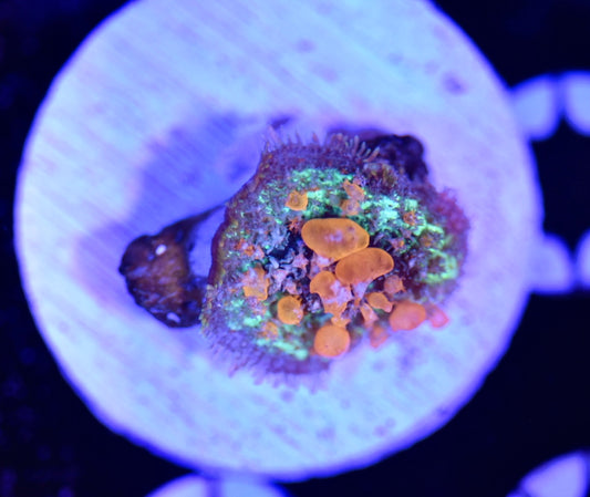 WYSIWYG Sunkist Bounce Mushroom 0.75"