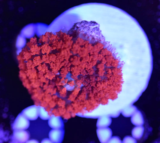 WYSIWYG St. Thomas Mushroom 2"