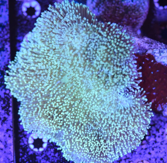 WYSIWYG XXL Long Polyp Teal Toadstool Leather Colony 6" (WOW!)