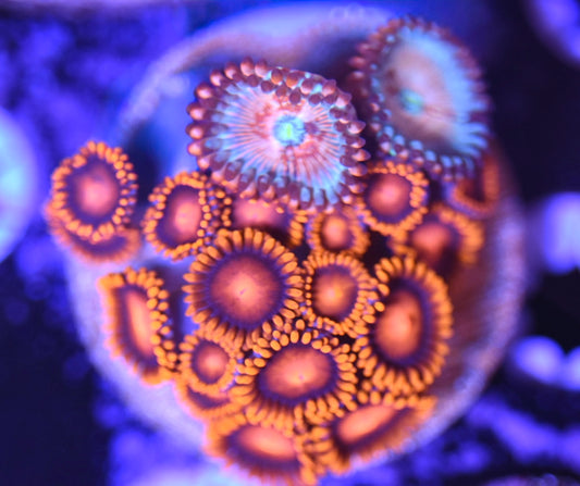WYSIWYG Zoanthid Combo Frag