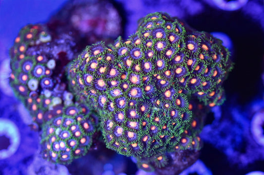 WYSIWYG XL Daisy Cutters Zoanthid Colony 4"