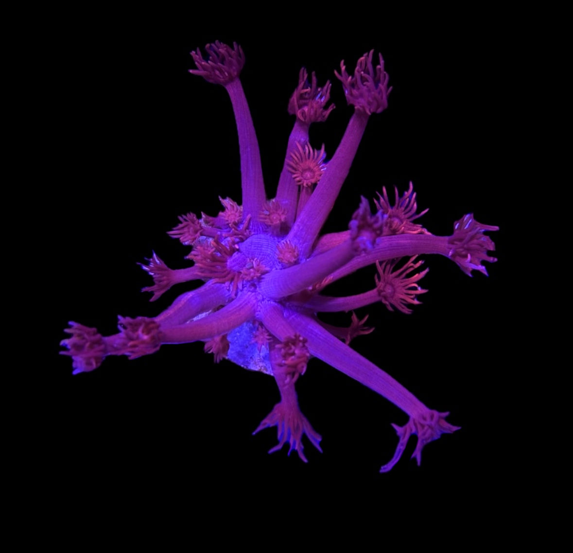 WYSIWYG Grafted Confetti Gonipora 2.5" (RARE!)