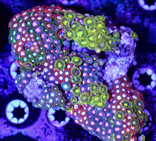 WYSIWYG XL Mixed Zoanthid Colony 4" (WOW!)