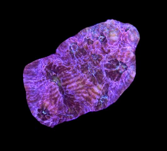 WYSIWYG Pink Rainbow Chalice 2.5" (UNIQUE!)