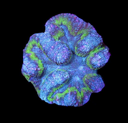 WYSIWYG Rainbow Symphyllia 3"