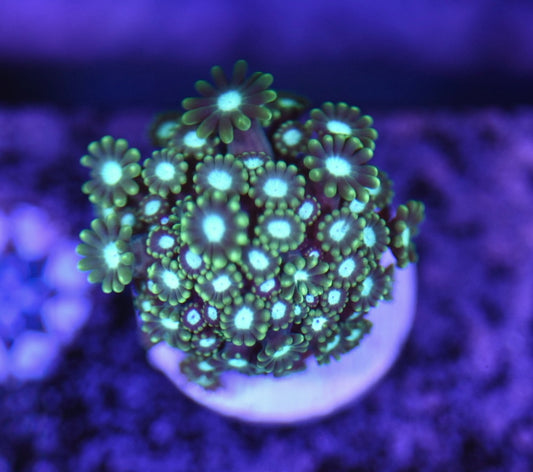 WYSIWYG True BRANCHING Alveopora 2.5" (WOW!)