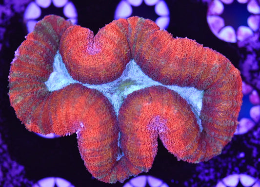 WYSIWYG Blue Center Rainbow Lobophyllia 3.5" (UNIQUE!)